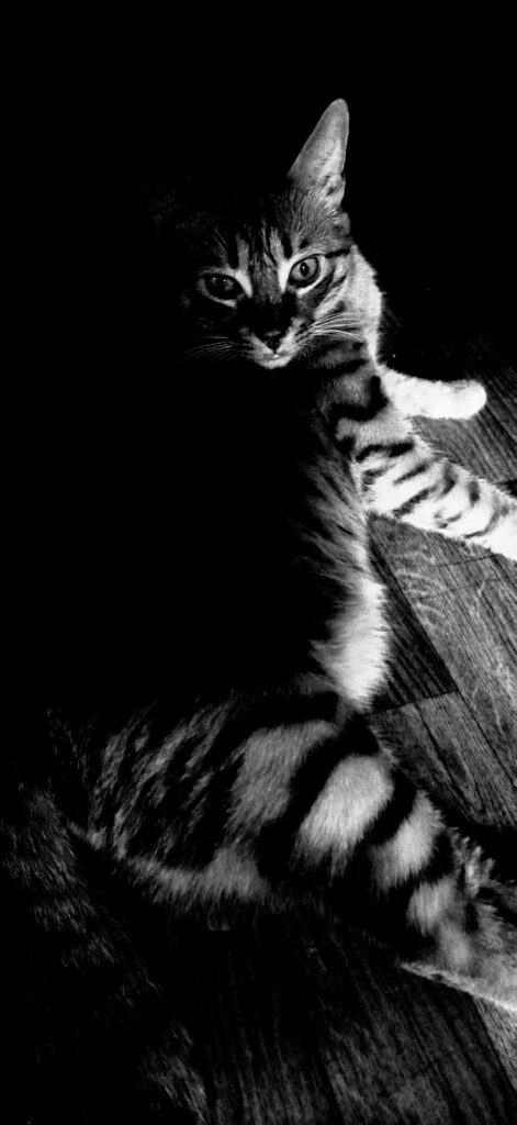 Et lui c'est mon chat.